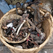 Voodoo Ingredients and Sacrifices